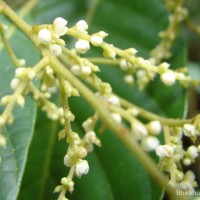 Meliosma simplicifolia (Roxb.) Walp.